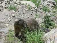 148 Fahrt auf der Furka-Pass- Strasse - Stopp am Hotel Belvedere -Murmeltier
