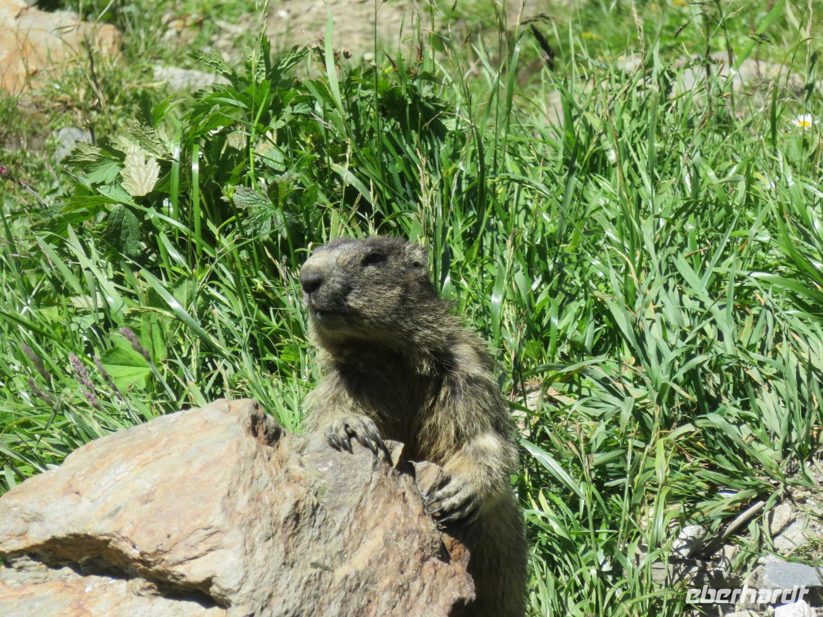 150 Fahrt auf der Furka-Pass- Strasse - Stopp am Hotel Belvedere -Murmeltier