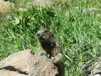 150 Fahrt auf der Furka-Pass- Strasse - Stopp am Hotel Belvedere -Murmeltier