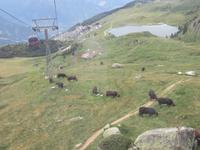 168 Fahrt auf das Bettmerhorn - Eringerkühe