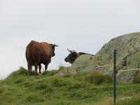 206  Moosfluh - Kühe