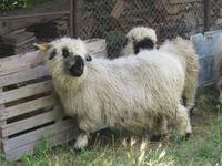 228 Raron - Schwarznasen-Schafe