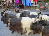 306 Zermatt - Ziegen kehren zurück - Schwarz-Hals-Ziegen