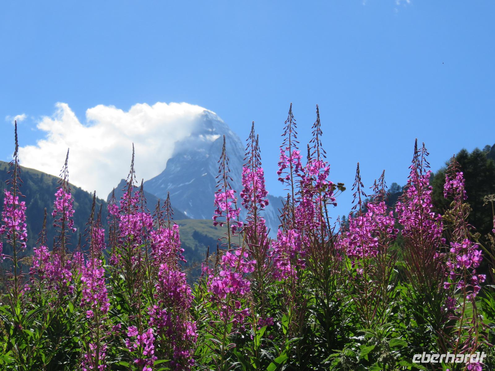 385 Wanderung von Furi nach Zermatt -Blick zum Matterhorn
