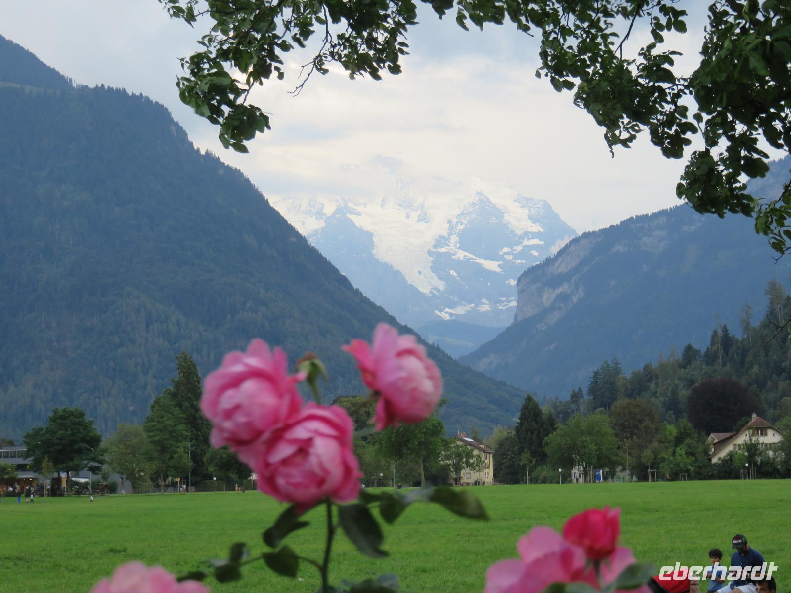 560 Interlaken -Blick zur Jungfrau