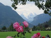 560 Interlaken -Blick zur Jungfrau