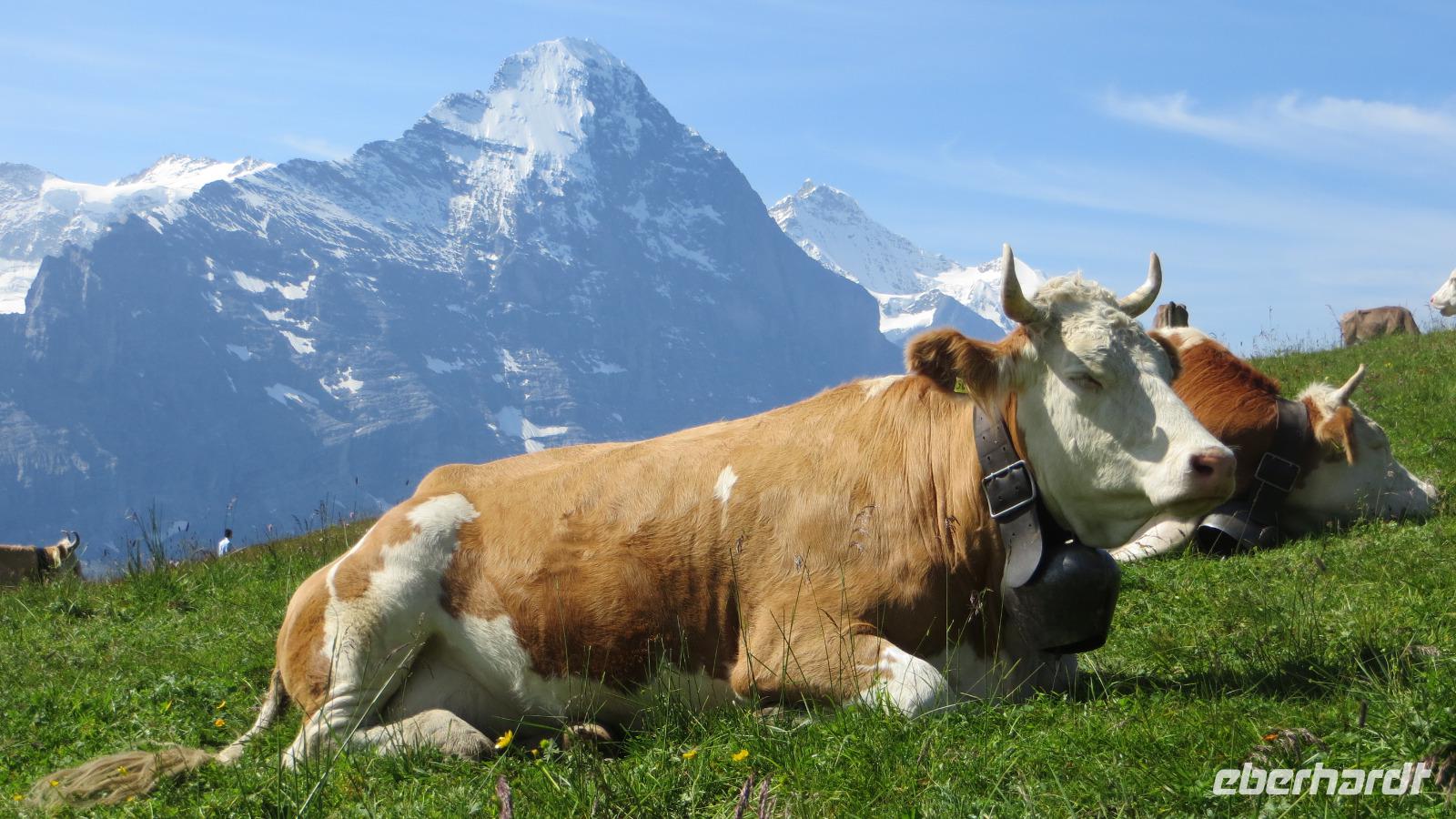 Auf dem First Blick zur Eigernordwand mit Kuh