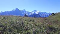 Schynige Platte (Blick auf Eiger, Mönch und Jungfrau)