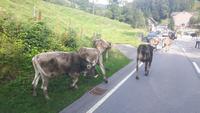 Almabtrieb in Urnäsch