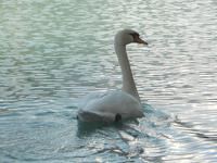 Idylle am Flußufer der Aare