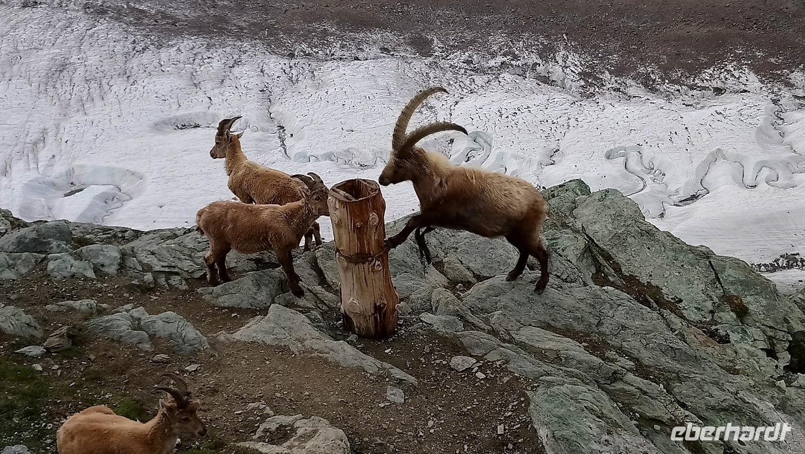 Auf dem Gornegrat, Schweiz