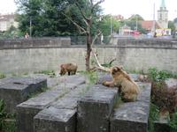Eiger, Mönch, Jungfrau - Ausflug nach Bern - Bären im Bärenpark