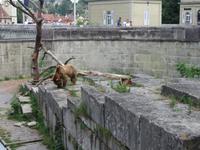 Eiger, Mönch, Jungfrau - Ausflug nach Bern - Bären im Bärenpark