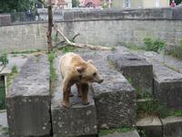 Eiger, Mönch, Jungfrau - Ausflug nach Bern - Bären im Bärenpark