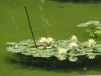 Eiger, Mönch, Jungfrau - Ausflug nach Bern Stadtführung - Rosengarten