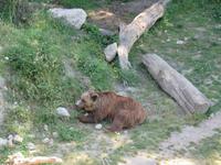 Eiger, Mönch, Jungfrau - Ausflug nach Bern - Bärenpark