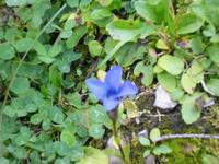 Vegetation auf der Schwägalp
