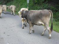 Kühe auf der Strasse...
