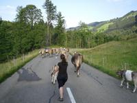 Kühe auf der Strasse...