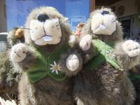 Ein Murmeltier zum Mitnehmen