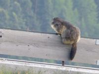 Die Murmeltiere waren stille Beobachter