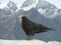 Die Dohlen sind ganz schön frech