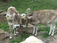 Auch den Kühen gefällt es hier