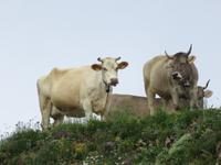 Ausflug zum Stoos und Fronalpstock - Fahrt mit der Sesselbahn