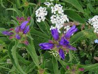 Ausflug zum Stoos und Fronalpstock -Enzian