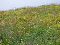 Ausflug zum Stoos und Fronalpstock -