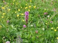 Ausflug zum Stoos und Fronalpstock -Knabenkraut -wilde Orchidee