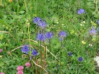 Ausflug zum Stoos und Fronalpstock - Teufelskralle