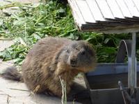 Stanserhorn - Murmeltier