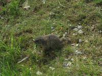 Ausflug auf das Stanserhorn - Rundgang mit Ranger Peter - Murmeltiere