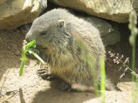 Ausflug auf das Stanserhorn - Rundgang mit Ranger Peter - Murmeltiere