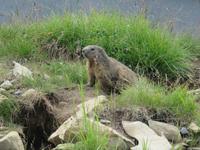 Ausflug auf das Stanserhorn - Rundgang mit Ranger Peter - Murmeltiere