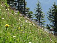 Ausflug auf das Stanserhorn - Rundgang mit Ranger Peter - Bergwiese
