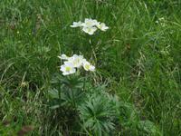 Ausflug auf das Stanserhorn - Rundgang mit Ranger Peter - Bergwiese - Hahnenfuß