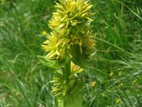 Ausflug auf das Stanserhorn - Rundgang mit Ranger Peter - gelber Enzian