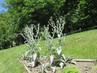 Besuch des Schweizerischen Freilichtmuseums Ballenberg