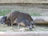Besuch des Schweizerischen Freilichtmuseums Ballenberg- Wollschweine