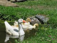 Besuch des Schweizerischen Freilichtmuseums Ballenberg- Gänse