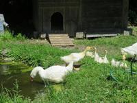 Besuch des Schweizerischen Freilichtmuseums Ballenberg- Gänse
