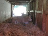 Besuch des Schweizerischen Freilichtmuseums Ballenberg