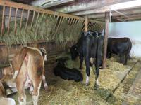 Besuch des Schweizerischen Freilichtmuseums Ballenberg