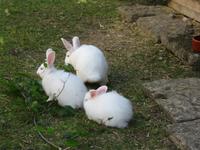 Besuch des Schweizerischen Freilichtmuseums Ballenberg