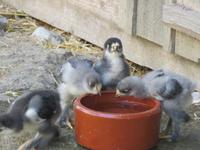 Besuch des Schweizerischen Freilichtmuseums Ballenberg