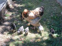 Besuch des Schweizerischen Freilichtmuseums Ballenberg