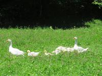 Besuch des Schweizerischen Freilichtmuseums Ballenberg
