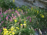 Ausflug auf den First - Cliff-Walk - Bergblumenpracht
